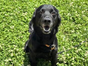 ECHO -  Border Collie and Mixed Breed Dog for Adoption in Colorado Springs, Colorado - ECHO | PetCurious