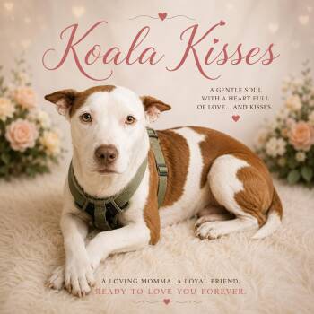 Koala Kisses -  American Staffordshire Terrier and Labrador Retriever Dog for Adoption in Farmington, Missouri - Koala Kisses | PetCurious