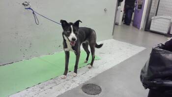 FINELY -  Labrador Retriever and Mixed Breed Dog for Adoption in Houston, Texas - FINELY | PetCurious