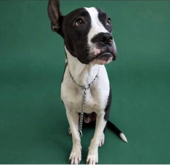 Bane -  Boxer and American Bully Dog for Adoption in Glocester, Rhode Island - Bane | PetCurious