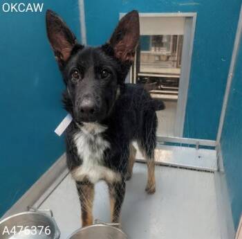 A476376 -  German Shepherd Dog Dog for Adoption in Oklahoma City, Oklahoma - A476376 | PetCurious