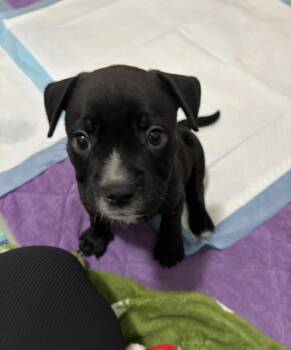 Rescue Pit Bull Terrier Dogs for Adoption in Penryn, California - Marley | PetCurious