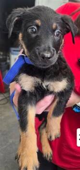 PEPPER -  German Shepherd Dog Dog for Adoption in San Bernardino, California - PEPPER | PetCurious