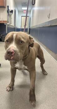 Rescue Pit Bull Terrier Dogs for Adoption in Doral, Florida - BUDDY | PetCurious