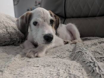 Truce -  Cocker Spaniel and Mixed Breed Dog for Adoption in Orlando, Florida - Truce | PetCurious