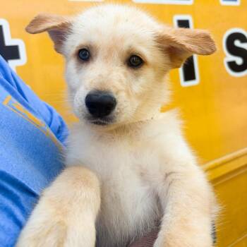 Cannon -  German Shepherd Dog Dog for Adoption in Tulsa, Oklahoma - Cannon | PetCurious