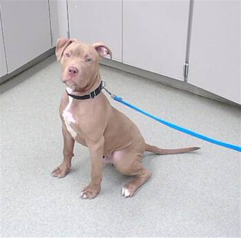 Labrador Retriever and Pit Bull Terrier Dogs Available for Adoption in Omaha, Nebraska - MUSHROOM | PetCurious