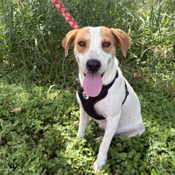 Peggy -  Hound and Mixed Breed Dog for Adoption in Harlingen, Texas - Peggy | PetCurious