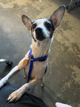 Rat Terrier and Mixed Breed Dogs Available for Adoption - HONEY | PetCurious