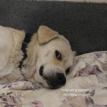 WUERO -  Labrador Retriever Dog for Adoption in San Antonio, Texas - WUERO | PetCurious