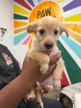 Thorny -  Mixed Breed Dog for Adoption in Thousand Oaks, California - Thorny | PetCurious