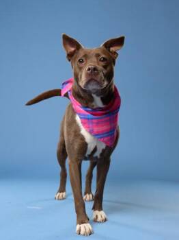 COCO -  Pit Bull Terrier and Mixed Breed Dog for Adoption in Atlanta, Georgia - COCO | PetCurious