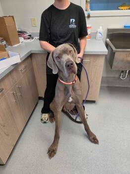 Sampson -  Great Dane Dog for Adoption in Chillicothe, Ohio - Sampson | PetCurious