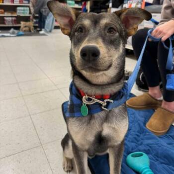 Shepherd and Mixed Breed Dogs Available for Adoption in Buffalo, Minnesota - Norman | PetCurious
