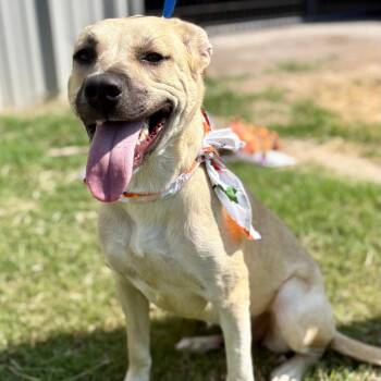 Jolene -  Labrador Retriever and Mixed Breed Dog for Adoption in Tulsa, Oklahoma - Jolene | PetCurious
