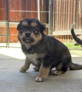 Labrador Retriever Dogs Available for Adoption - Marilynn