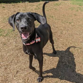 Retriever Dogs Available for Adoption - Danica | PetCurious