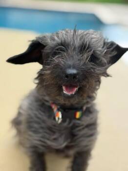 Wirehaired Dachshund Dogs Available for Adoption in VERNON ROCKVL, Connecticut - Mina | PetCurious