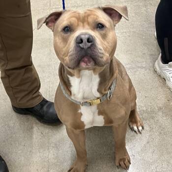 American Staffordshire Terrier Dogs Available for Adoption in Grand Rapids, Michigan - Blue | PetCurious