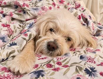 Bash -  Schnoodle Dog for Adoption in Wappingers Falls, New York - Bash | PetCurious
