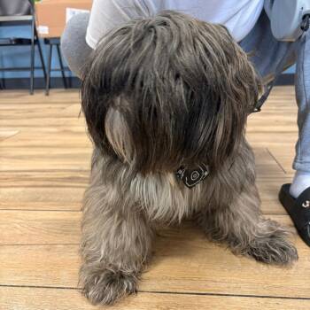Fendii -  Mixed Breed Dog for Adoption in Newark, New Jersey - Fendii | PetCurious