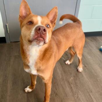 Australian Cattle Dog Blue Heeler Dogs Available for Adoption - Jaxs | PetCurious