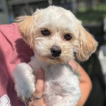 Anaiah -  Shih Tzu Dog for Adoption in Houston, Texas - Anaiah | PetCurious