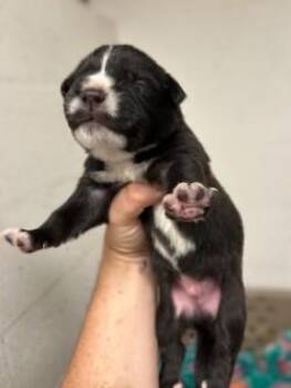Pochita -  Mixed Breed Dog for Adoption in Gainesville, Florida - Pochita | PetCurious