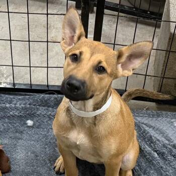 Tiana -  Shepherd and Mixed Breed Dog for Adoption in Birmingham, Alabama - Tiana | PetCurious