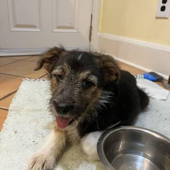 Mixed Breed Dogs Available for Adoption in Columbia, Maryland - Winnie | PetCurious