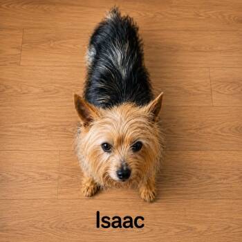 Isaac -  Yorkshire Terrier Dog for Adoption - Isaac | PetCurious