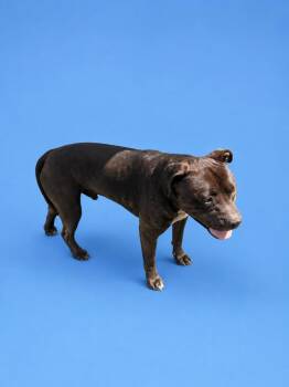 Simba -  Pit Bull Terrier Dog for Adoption in Wauchula, Florida - Simba | PetCurious