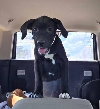 Hoover -  Basset Hound and Black Labrador Retriever Dog for Adoption in Melbourne, Arkansas - Hoover | PetCurious