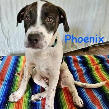 Labrador Retriever and Mixed Breed Dogs Available for Adoption in Clearwater, Florida - Phoenix | PetCurious