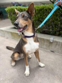 Feli -  Australian Cattle Dog Blue Heeler and Husky Dog for Adoption in Frazier Park, California - Feli | PetCurious