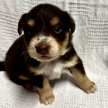 Hyacinth -  Labrador Retriever and Australian Shepherd Dog for Adoption in Liverpool, Texas - Hyacinth | PetCurious