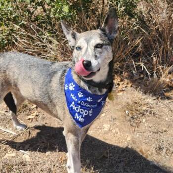 Rescue Husky and Mixed Breed Dogs for Adoption in Austin, Texas - Iris VI | PetCurious