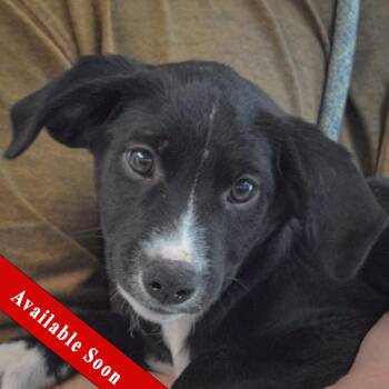 Border Collie and Australian Cattle Dog Blue Heeler Dogs Available for Adoption in Huntley, Illinois - Cupcake | PetCurious