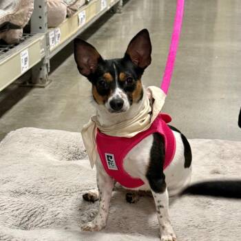 Jack Russell Terrier Dogs Available for Adoption in Bellingham, Washington - Roxy | PetCurious