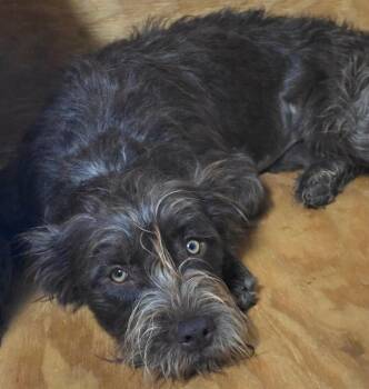 FOSTER ME - Hazel -  Standard Poodle and Schnauzer Dog for Adoption in Grafton, Wisconsin - FOSTER ME - Hazel | PetCurious