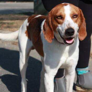 Hound and Mixed Breed Dogs Available for Adoption in Richmond, Virginia - Woofgang | PetCurious
