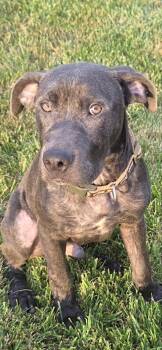 Bodey -  Pit Bull Terrier Dog for Adoption in Germantown, Ohio - Bodey | PetCurious