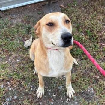 Mixed Breed Dogs Available for Adoption in Hampton Bays, New York - Roger | PetCurious