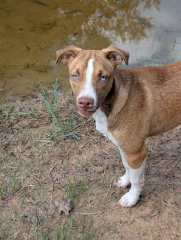 Peaches -  Husky Dog for Adoption in Sumter, South Carolina - Peaches | PetCurious