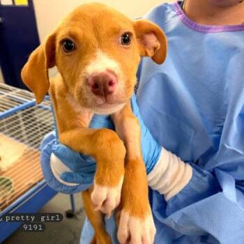 Pretty Girl -  Vizsla and Mixed Breed Dog for Adoption in Bowling Green, Kentucky - Pretty Girl | PetCurious
