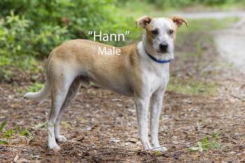 Hann -  Beagle Dog for Adoption in Pawleys Island, South Carolina - Hann | PetCurious