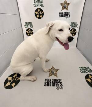 IRIS -  American Bulldog and Mixed Breed Dog for Adoption in Winter Haven, Florida - IRIS | PetCurious