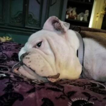 English Bulldog Dogs Available for Adoption in Austin, Texas - Bocephus | PetCurious