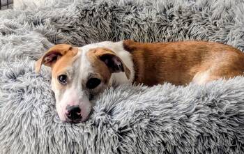 Boone SP -  Basset Hound and Jack Russell Terrier Dog for Adoption - Boone SP | PetCurious