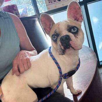 Pearl -  French Bulldog Dog for Adoption in Little Rock, Arkansas - Pearl | PetCurious